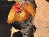 Ovos Galados de Brahma Perdiz Azul