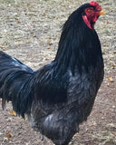 Ovos Galados de Cornish Dark