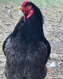 Ovos Galados de Cornish Dark