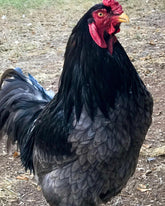 Ovos Galados de Cornish Dark