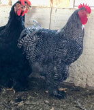 Ovos Galados de Cochinchina Barrada