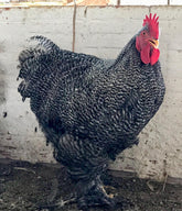 Ovos Galados de Cochinchina Barrada