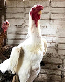 Ovos Galados de Malaio