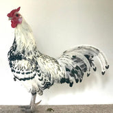 Ovos Galados de Hamburguesa