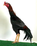 Ovos Galados de Shamo Osaka