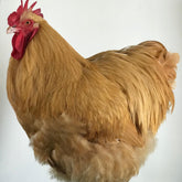 Ovos Galados de Orpington Amarelo