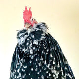 Ovos Galados Belgian Mottled