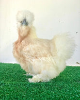 Ovos Galados de Sedosa Buff