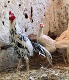 Ovos Galados de Shamo Pintado