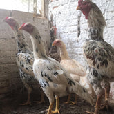 Ovos Galados de Tailandês Pintado