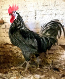 Ovos Galados de Cara de Palhaço Azul