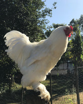 Ovos Galados de Brahma White