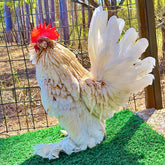 Ovos Galados de Belgian Mottled Amarelo