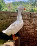 Ovos Galados de Marreco Pompom