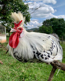 Ovos Galados de Appenzeller Prata