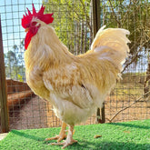 Ovos Galados de Anma (Super Caipira)