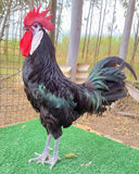 Ovos Galados de Cara de Palhaço Preto