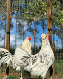 Ovos Galados de Schijndelaar
