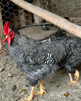Ovos Galados de Plymouth Rock Barrado