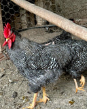 Ovos Galados de Plymouth Rock Barrado