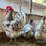 Ovos Galados de Gigante de Jersey Pincelado