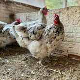 Ovos Galados de Gigante de Jersey Pincelado