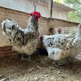 Ovos Galados de Gigante de Jersey Pincelado