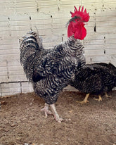 Ovos Galados de Label Barrada