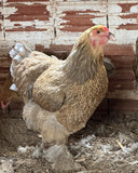 Ovos Galados de Brahma Perdiz Azul