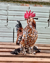 Ovos Galados de Belgian Mil Flores