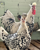 Ovos Galados de Appenzeller Prata