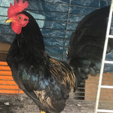 Ovos Galados de Old Game