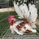 Ovos Galados de Galizé