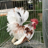 Ovos Galados de Galizé