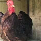Ovos Galados de Mini Cochinchina Vermelha