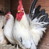 Ovos Galados de Galizé Columbia