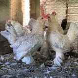 Ovos Galados de Belgian Mottled Amarelo