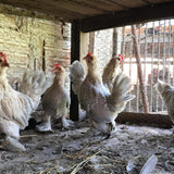 Ovos Galados de Belgian Mottled Amarelo