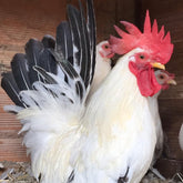 Ovos Galados de Galizé Columbia