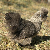 Ovos Galados de Sedosa Splash