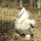 Ovos Galados de Sedosa Branca