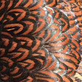 Ovos Galados de Barnevelder Dourada