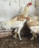 Ovos Galados de Gigante Alemão