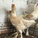 Ovos Galados de Gigante Alemão