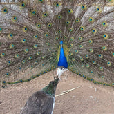Ovos Galados de Pavão Azul