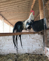 Ovos Galados de Fênix Prata