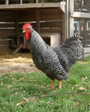 Ovos Galados de Amrock