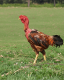 Ovos Galados de Polaco Madagascar