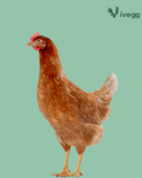 Ovos Galados de Isa Brown