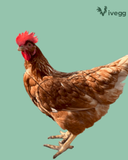 Ovos Galados de Isa Brown